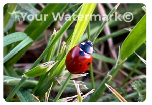 What is a Watermark?